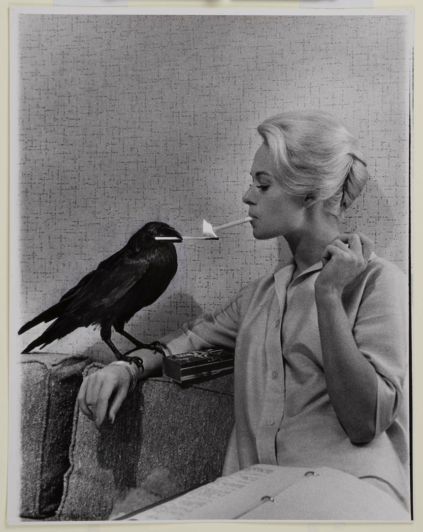 Tippi Hedren black and white photograph with crow by Philippe Halsman [link goes to collection database entry]